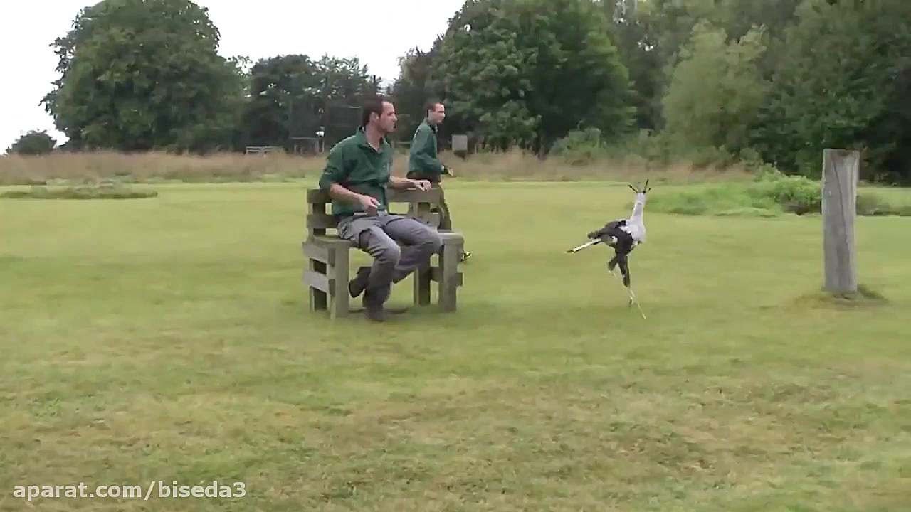 10 تکامل حیوانات عجیب و غریب