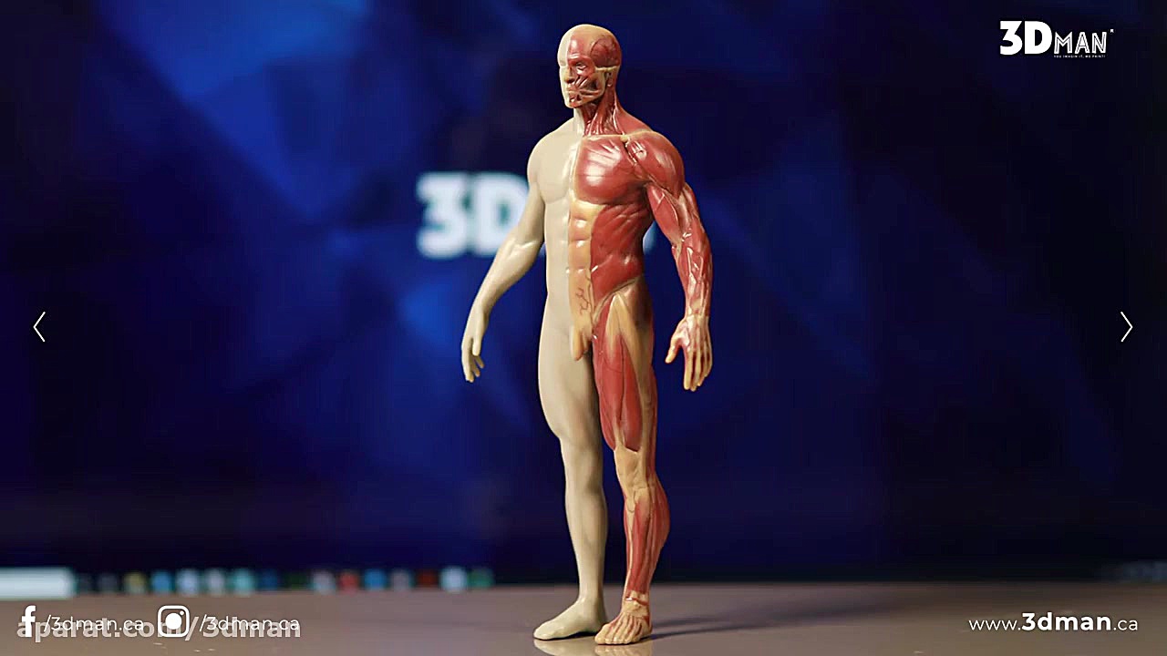 Digital Anatomy | Full color 3...