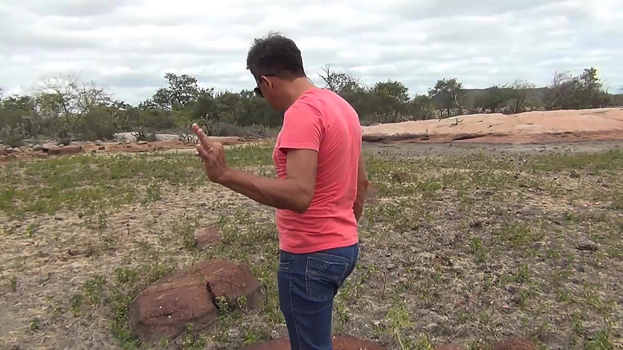 شکار قورباغه غول پیکر توسط مار...