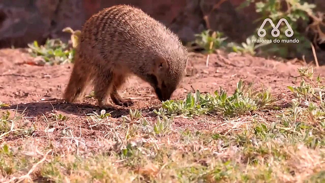 حمله پلنگ به مانگوس | پلنگ مقا...