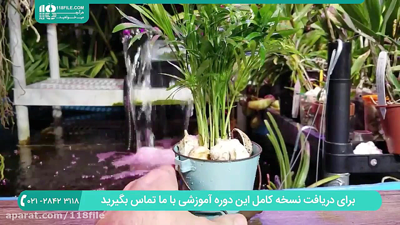 پرورش گیاهان آپارتمانی بامبو