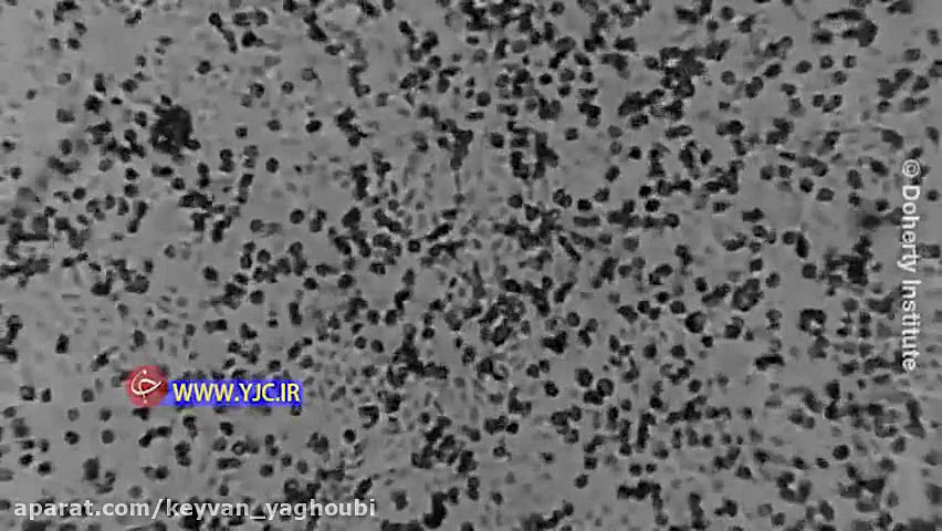 ویروس کرونا  فیلم از ویروس کرو...