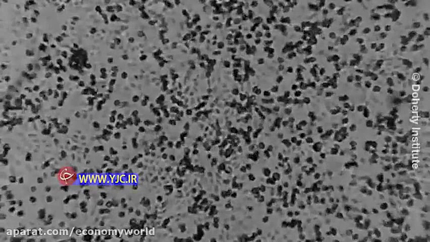 کرونا ویروس  فیلم ویروس کرونا...