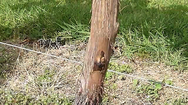 آموزش پیوند حرفه ای درخت انگور