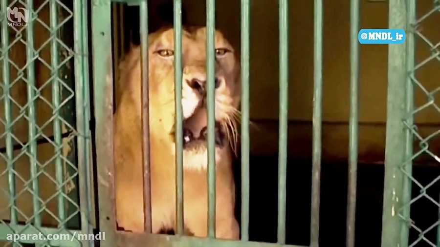 72 جانور خطرناک آسیا  قسمت 7