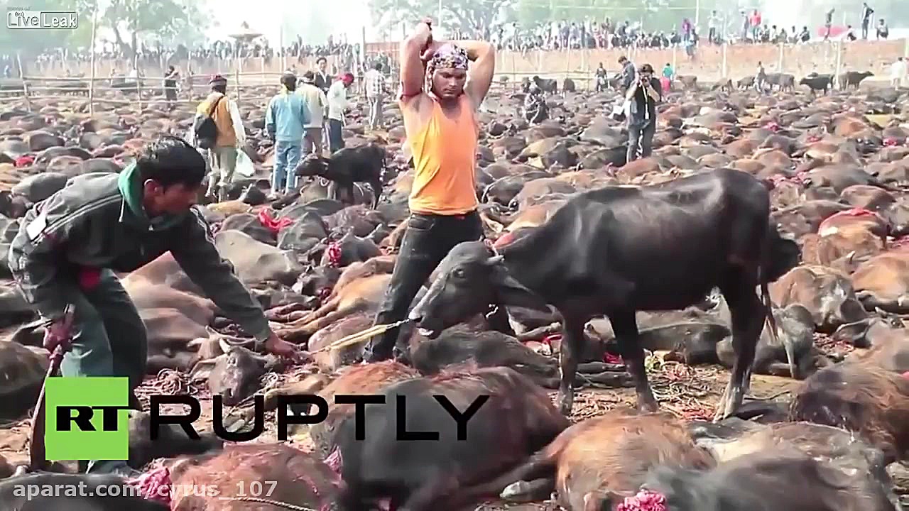 گادهیما ؛ مراسمی مذهبی در نپال...