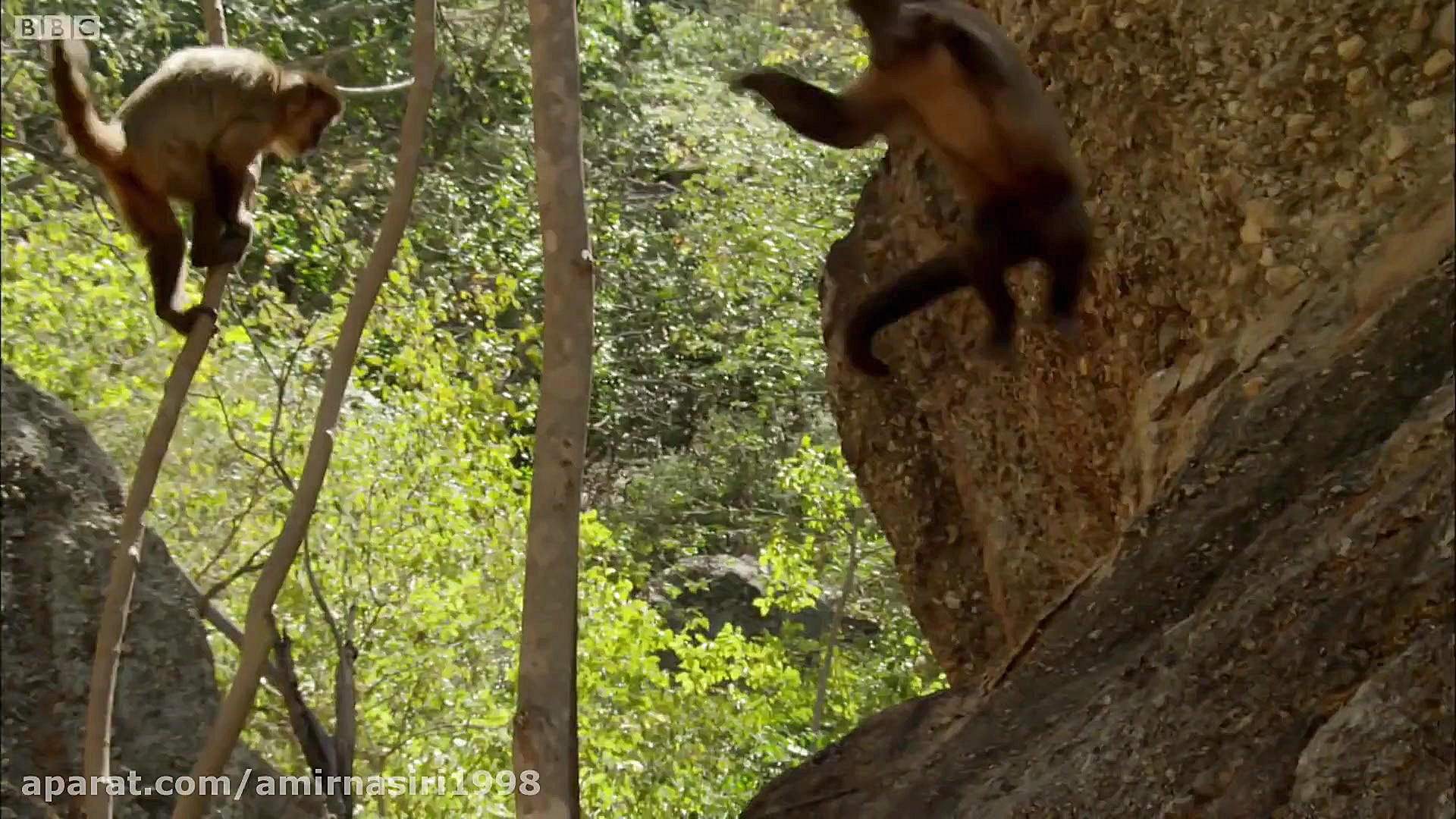 جدال میمون کاپوچین و مار بر سر...