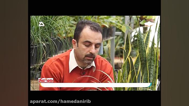 نحوه مراقبت و تکثیر گياه بسیار...