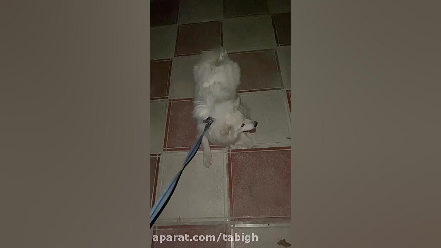 سگی که خونه نمیاد