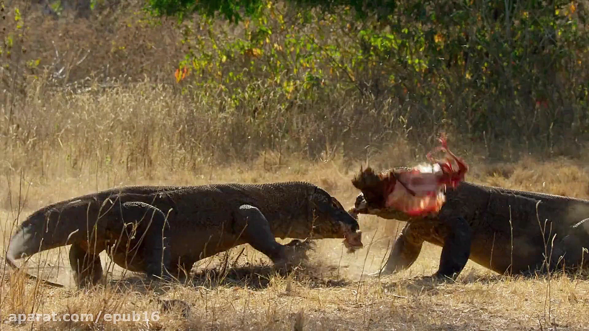 دانلود مستند سیاره زمین 2  قسمت 1 &ndash; Planet Earth II با دوبله فارسی و کیفیت عالی زمان3515ثانیه