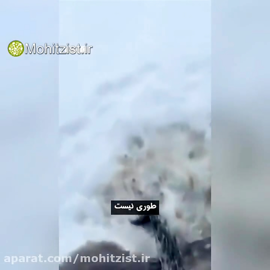 نجات گربه&zwnj;های یخ&zwnj;زده