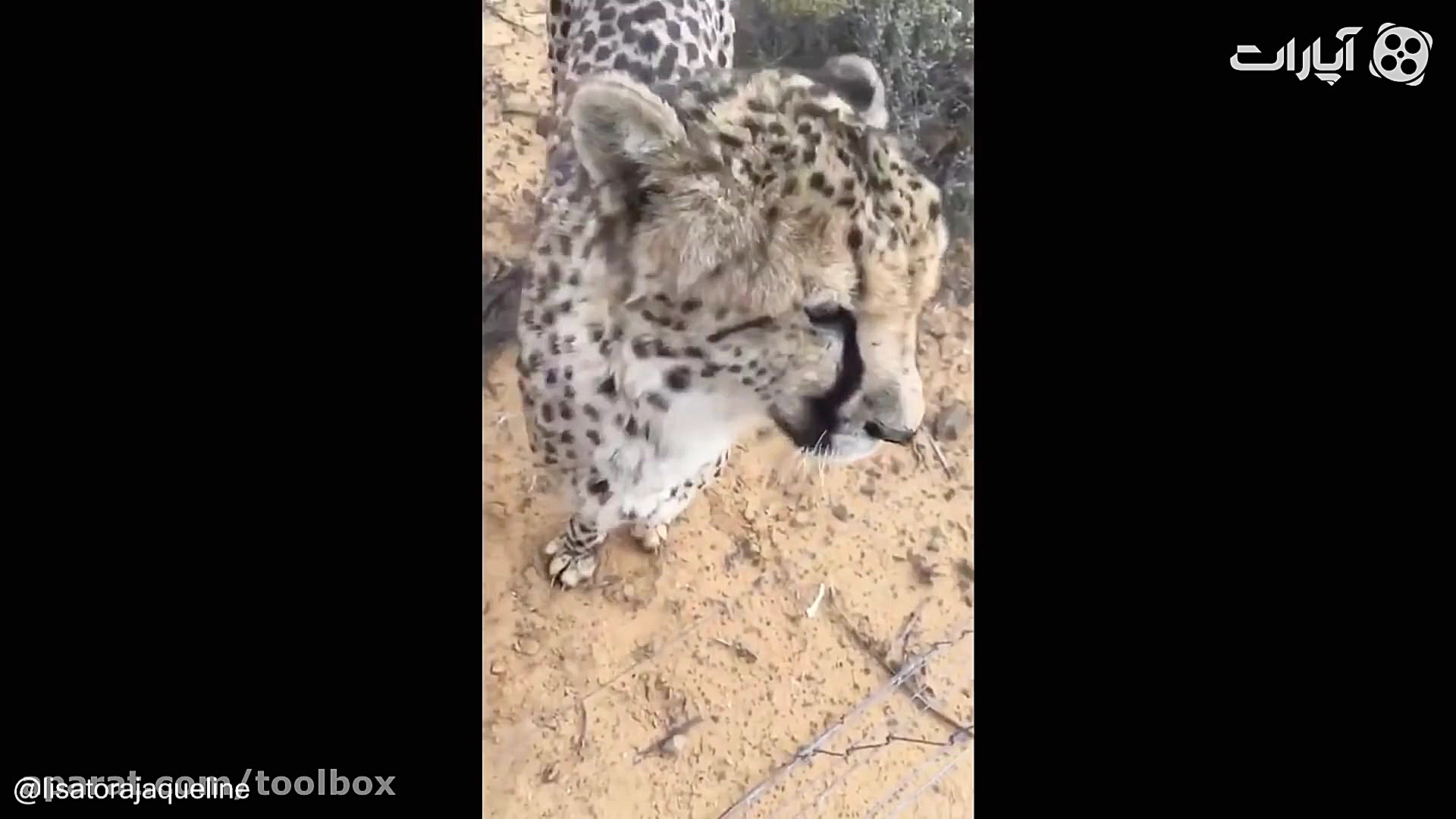 معرفی می کنم، خرس مهربون هستند...