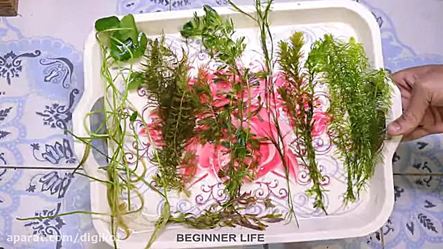 چگونه آکواریوم خانگی، بدون نیا...