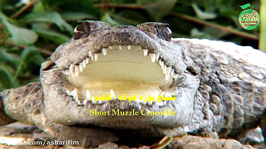 حیات وحش سیستان و بلوچستان، گا...