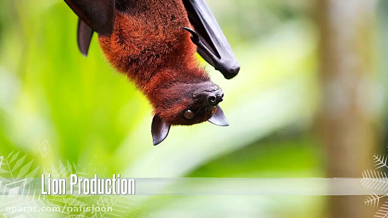 دنیای اسرار آمیز خفاش ها