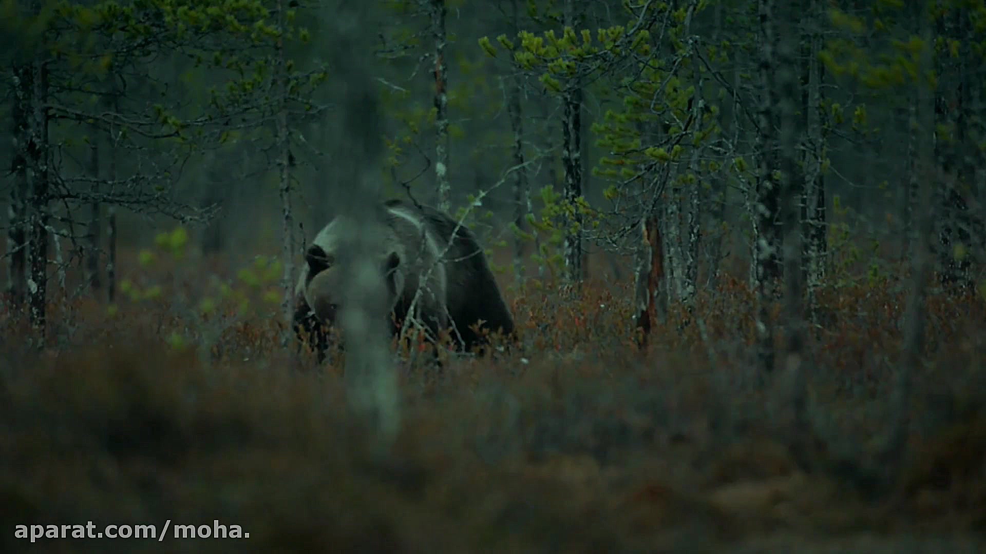 جادوی مور 2  Magie der Moore