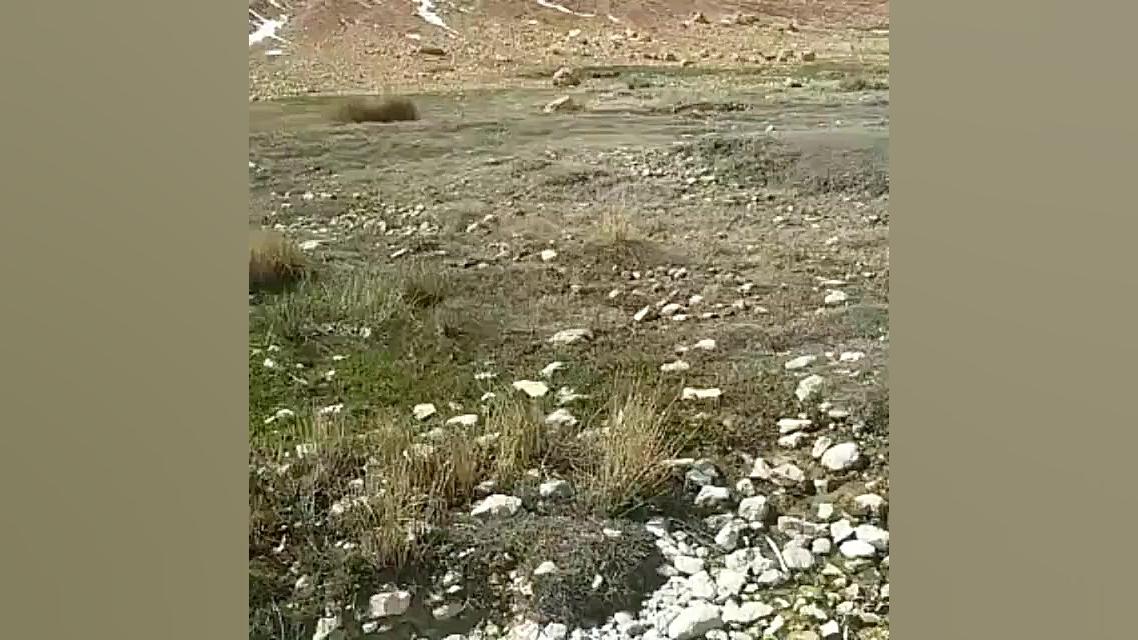 قشقایی هوشنگ طاهری دره شوری