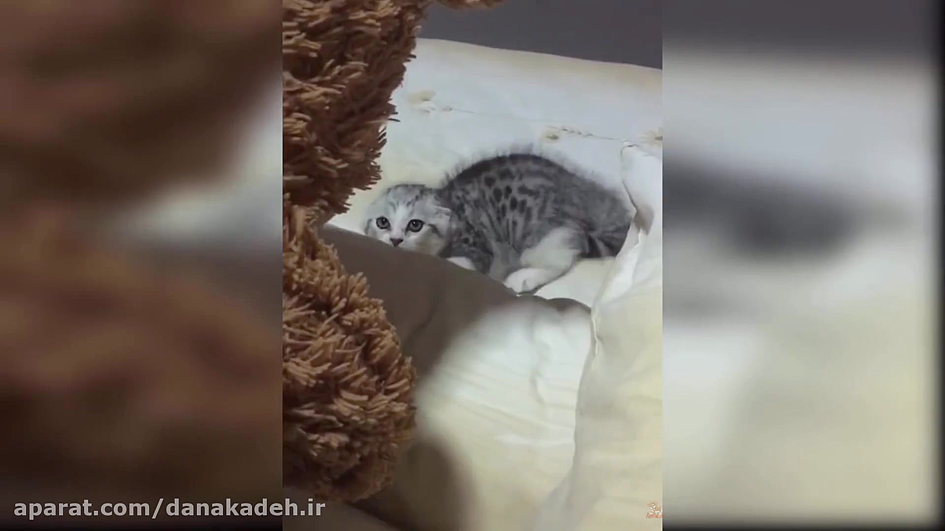 واکنش گربه به اسباب بازی