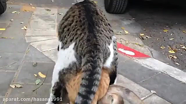 clip khande dar az joftgirigor...