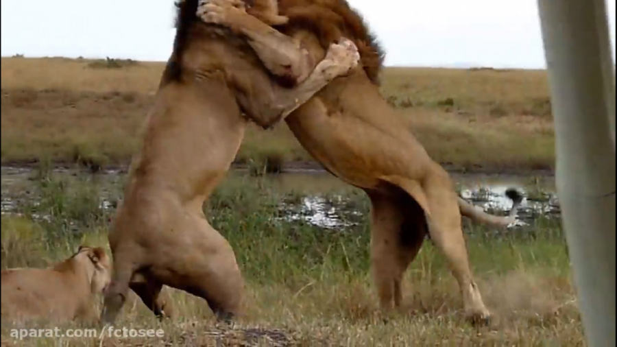 حیات وحش: دو شیر برای پادشاهی...