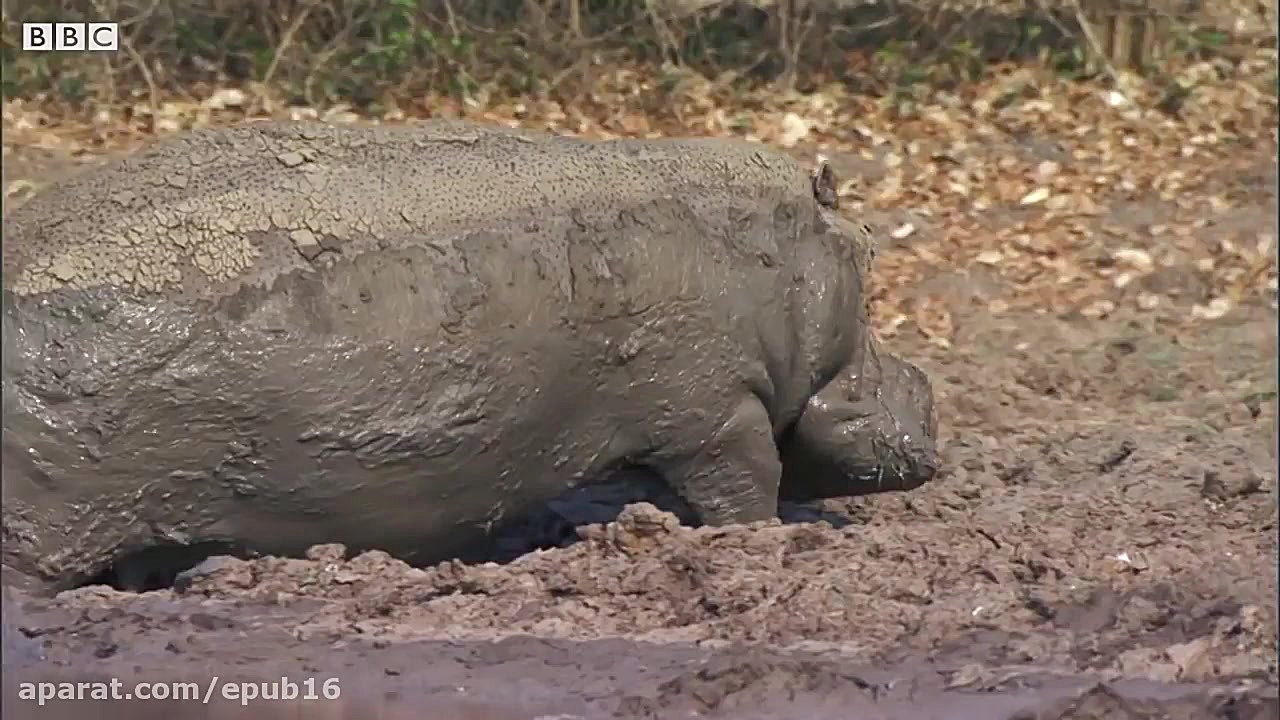 نبرد اسب های آبی نر برای جفتگی...