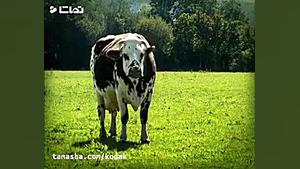 دانلود انیمیشن زندگی خصوصی حشر...