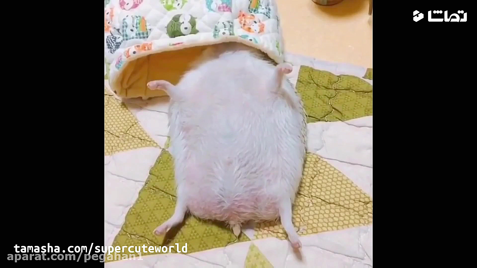 کلیپ حیوانات بامزه و فسقلی