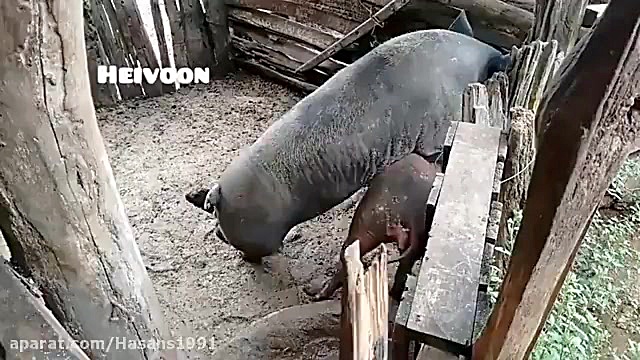 clipe khande dar az joftgiri k...