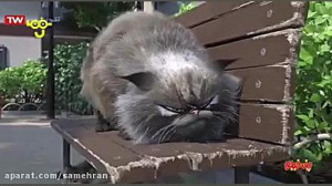 فیلم کارتونی  رودولف گربه سیاه...