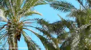 تیزر رمان شهسواران ، شهید شهسو...