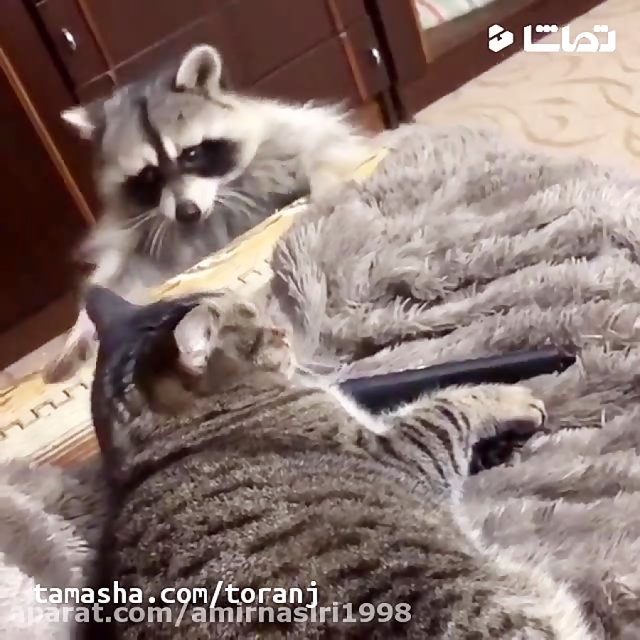 جواد خواجوی  فقط بو میکنه