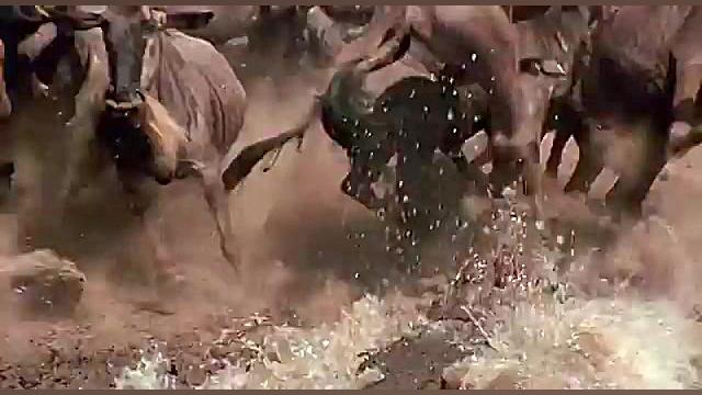 شکار گوزن یالدار توسط کورکودیل...