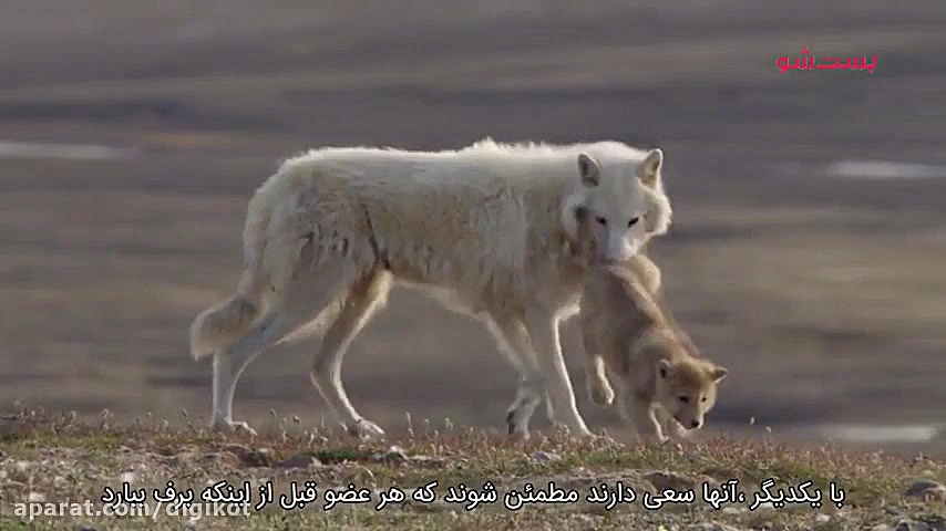 مستند شکار  گرگ سفید قطبی
