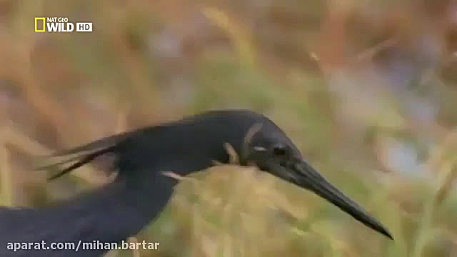 روش جالب و درعین حال عجیب این...