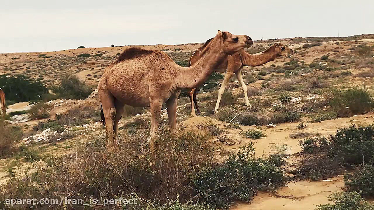 جزیره زیبای قشم