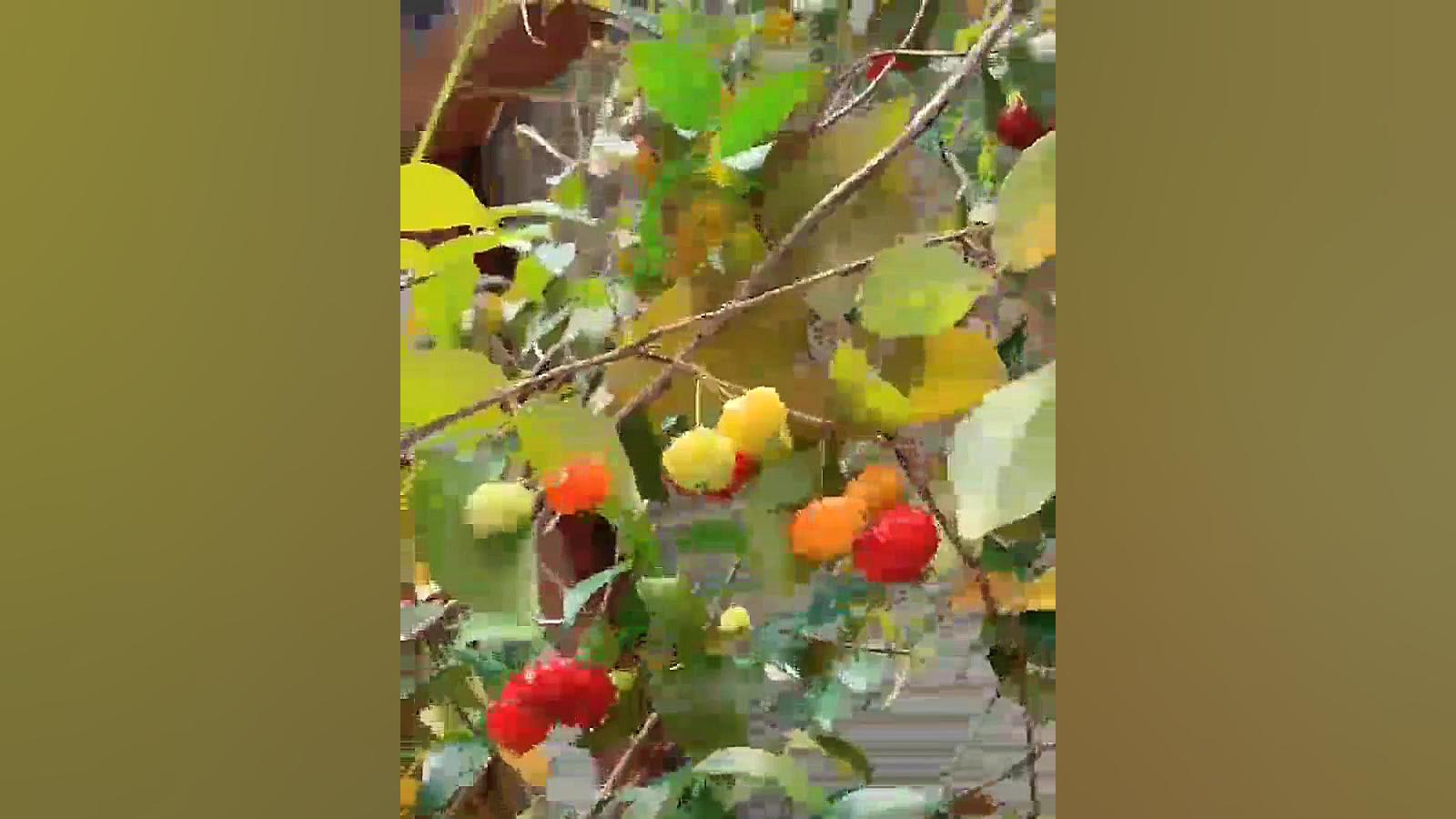 درخت میوه چینی