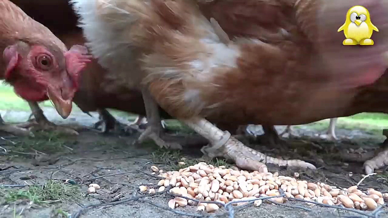 آموزش پرورش مرغ رنگی