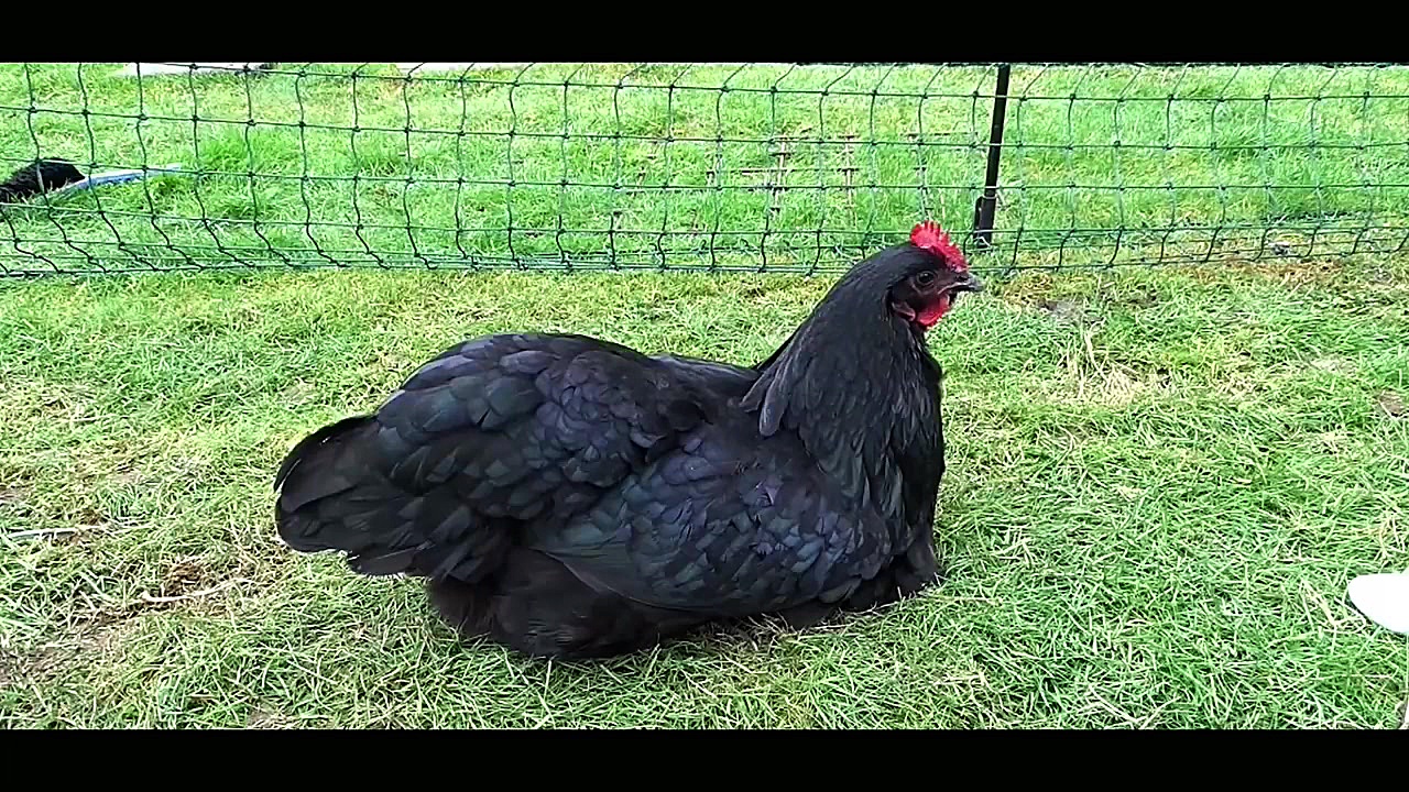 مرغ بومی مرغ خانگی جوجه مرغ