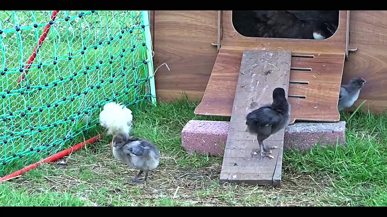 مرغ بومی مرغ خانگی جوجه مرغ