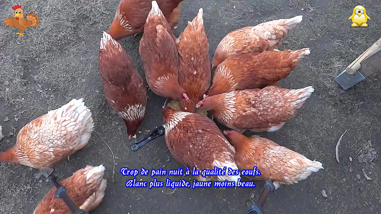 پرورش جوجه مرغ مرغ بومی دام وط...