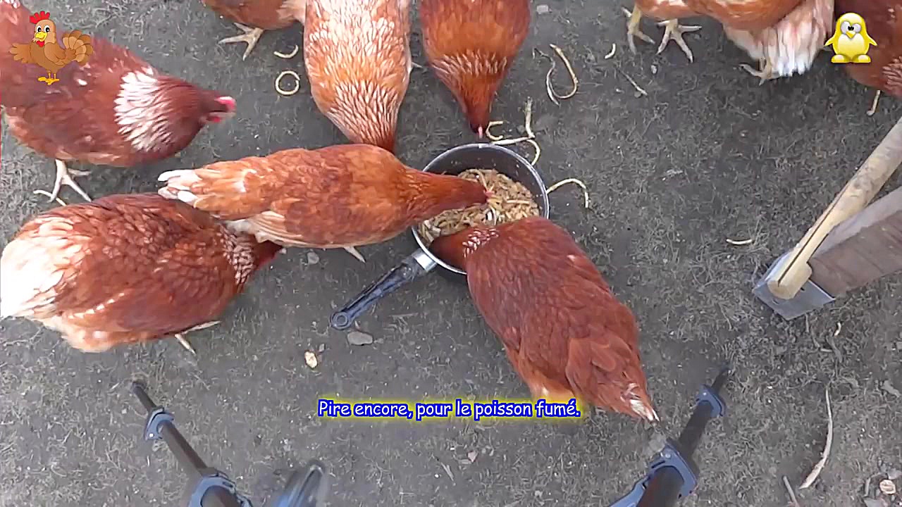 مرغ بومی مرغ خانگی جوجه مرغ