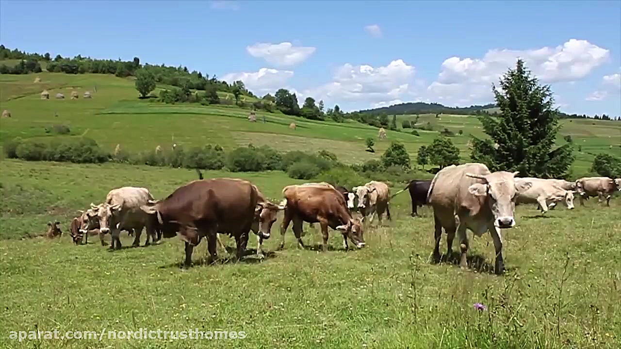 موسیقی آرامش بخش برای شروع صبح...