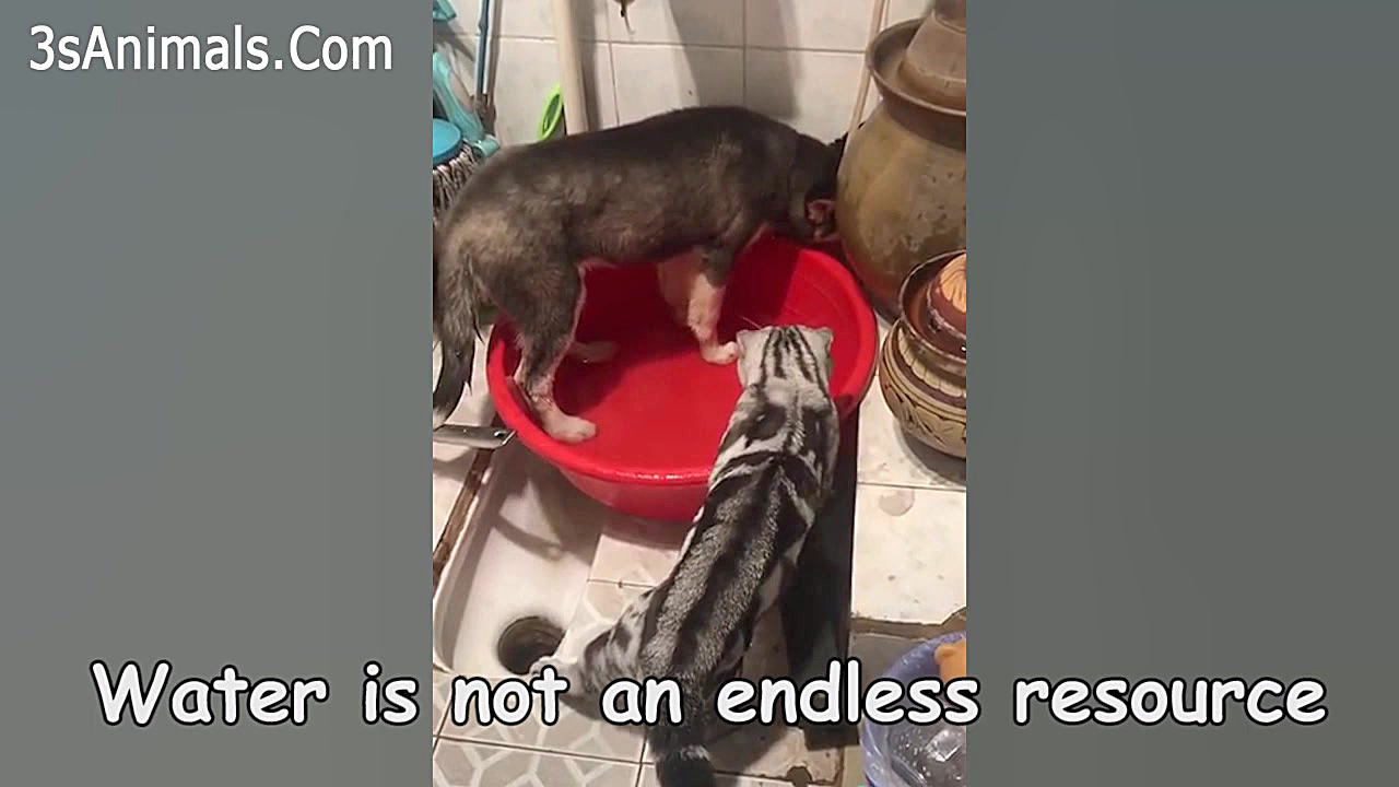 گربه هاي نينجا در مقابل سگ ها...