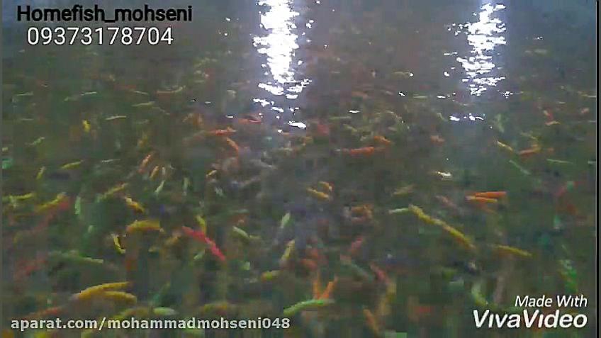 فروش عمده ماهی زبرا دانیو رنگی