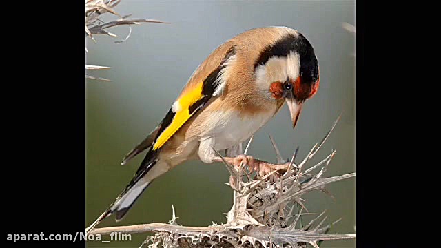 دهن آموزشی سهره لر (اصلاح شده...