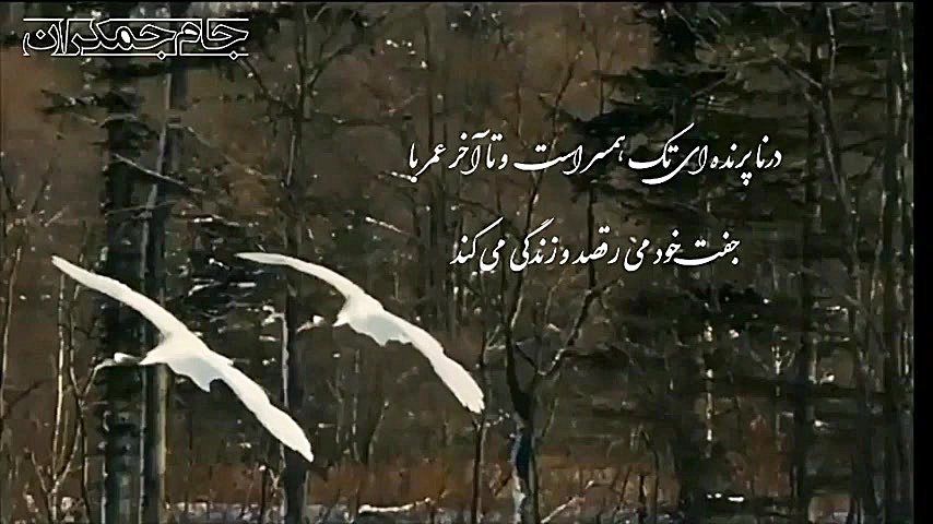 کلیپ کوتاه عاشقانه تبریک ولنتا...