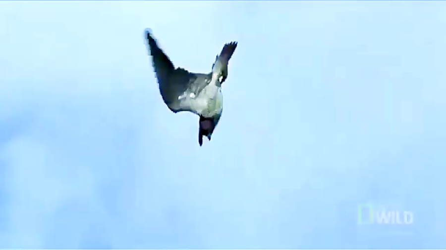 شكار كبوتر توسط عقاب