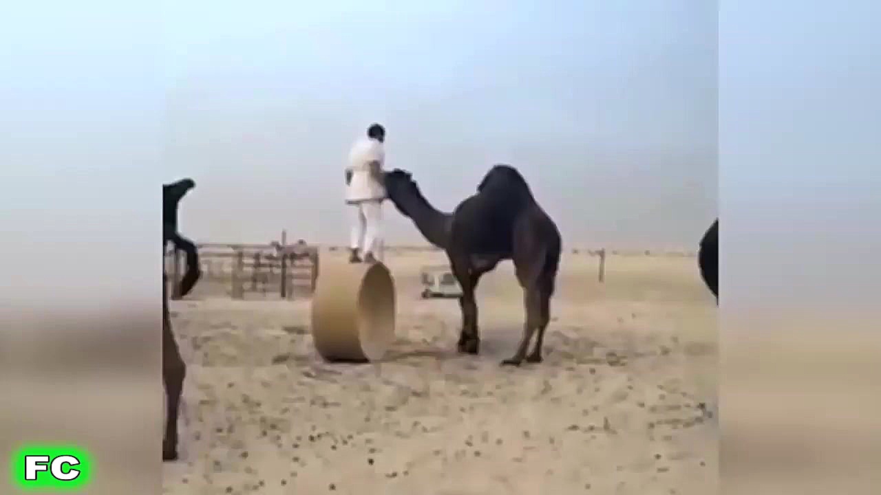 کلیپ خنده دار عربی ـ آخر خنده...