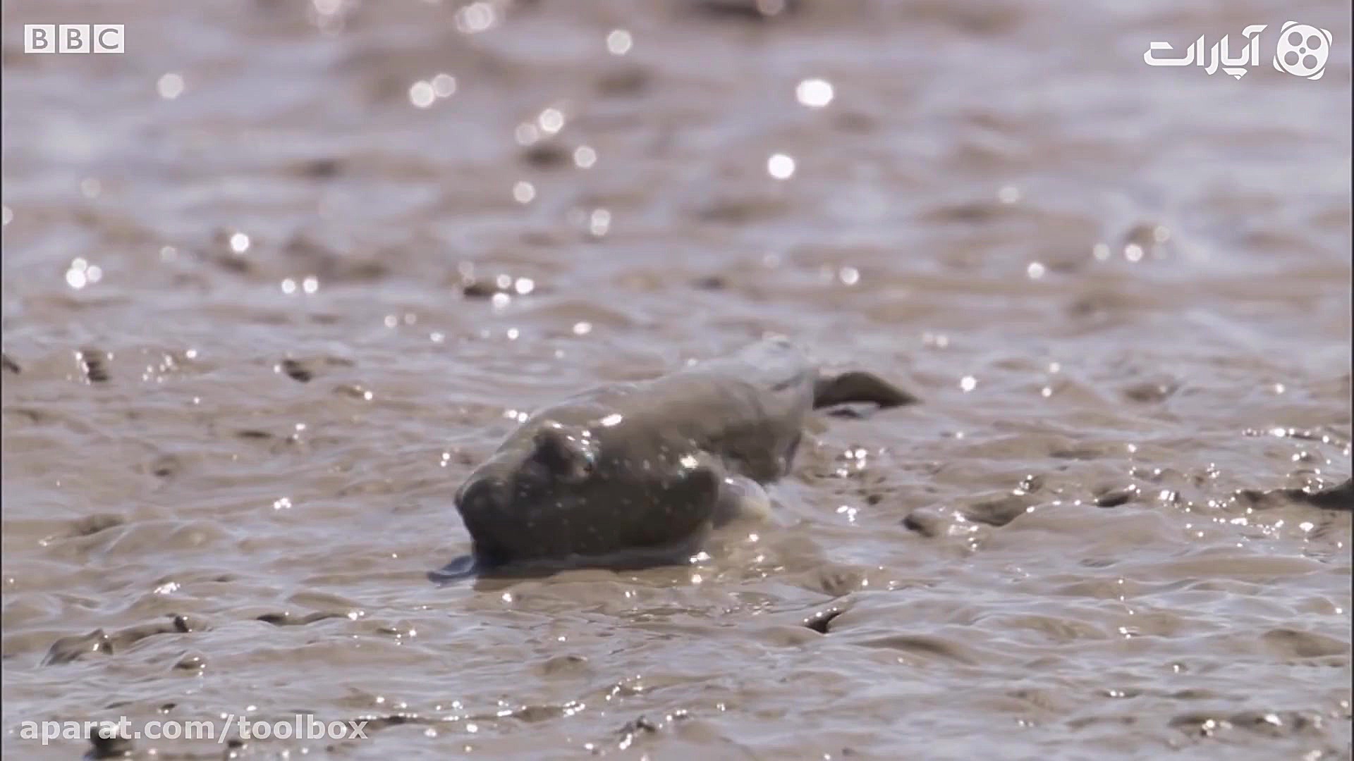 ماهای هایی که راه می روند!
