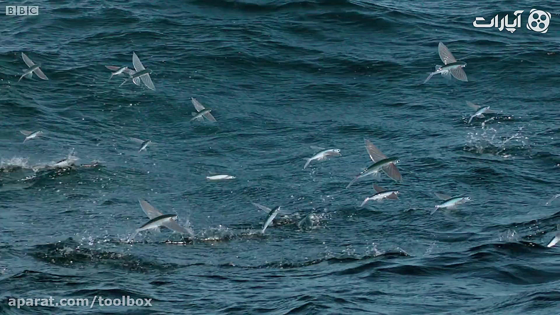 ماهی های پرنده